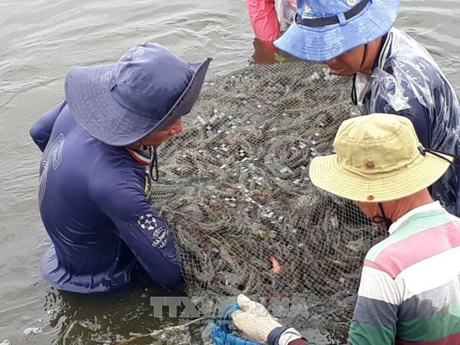 Triển vọng mới từ mô hình 'tôm xen tôm'